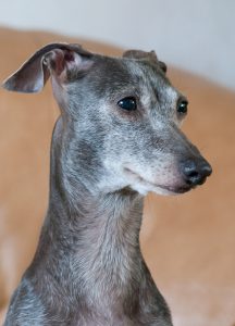 Italiensk vinthund Anja - sommarvindens kennel