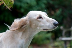 Oonah, saluki