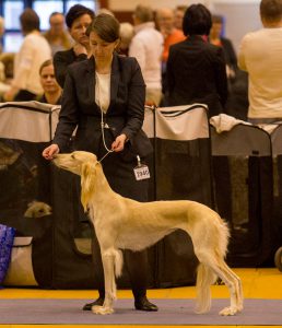 International dog show Växjö 2016