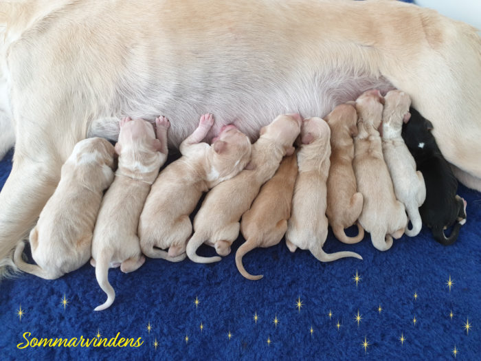 saluki puppies, salukivalpar, saluki valpar, saluki litter