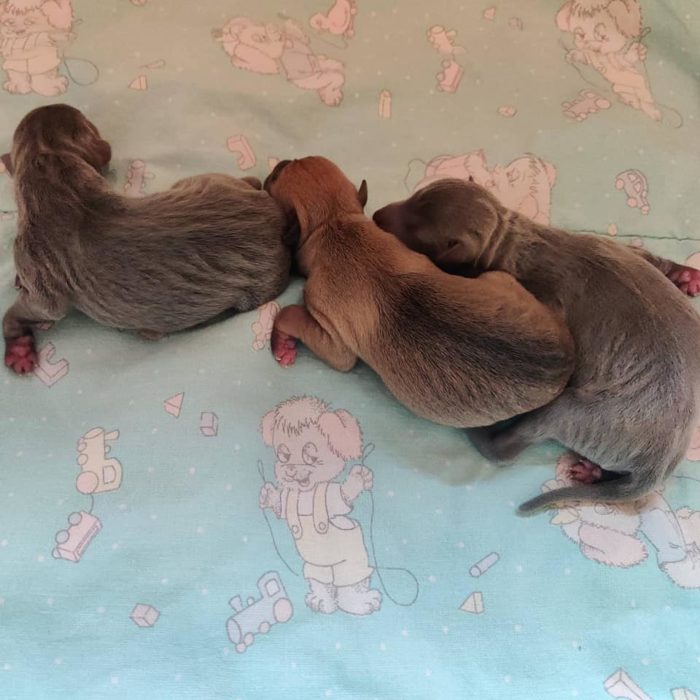 From the left: grey male, fawn male, grey female.