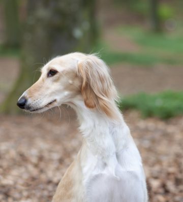 Dottie-huvud Dottie-huvud